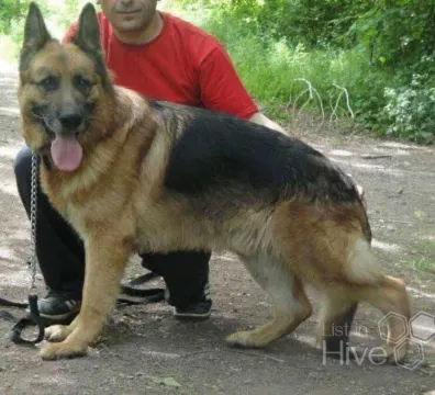 GOLDI K9 - Dog Training - Los Angeles, CA, USA - $ undefined